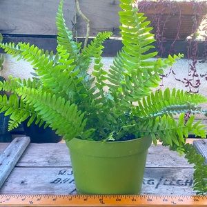 Boston Fern organic indoor / outdoor